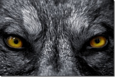 eyes of wolf
